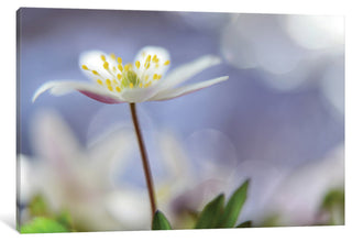 "Purple Spring" by Heidi Westum, 26x18x1.5