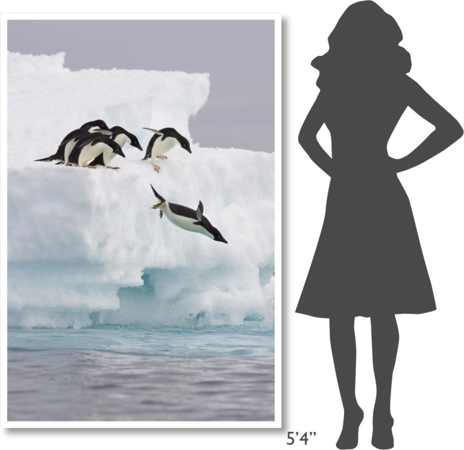 "Adelie Penguin diving off iceberg, Paulet Island" Paper Art, 42"x62"