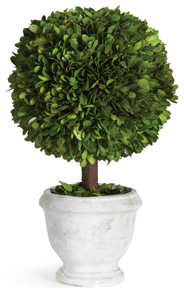 Boxwood Single 9" Diameter Ball Topiary In Pot