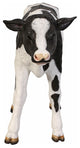 Buttercup the Life-Size Holstein Calf Dairy Cow Statue