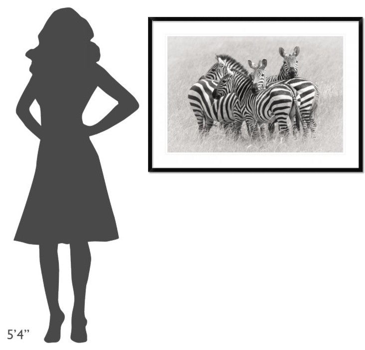 "Zebras" Framed Digital Print by Kirill Trubitsyn, 44x32"