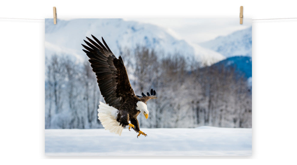Adult Bald Eagle Alaskan Winter Animal Wildlife Photograph Loose Wall Art Print, 24" X 36"