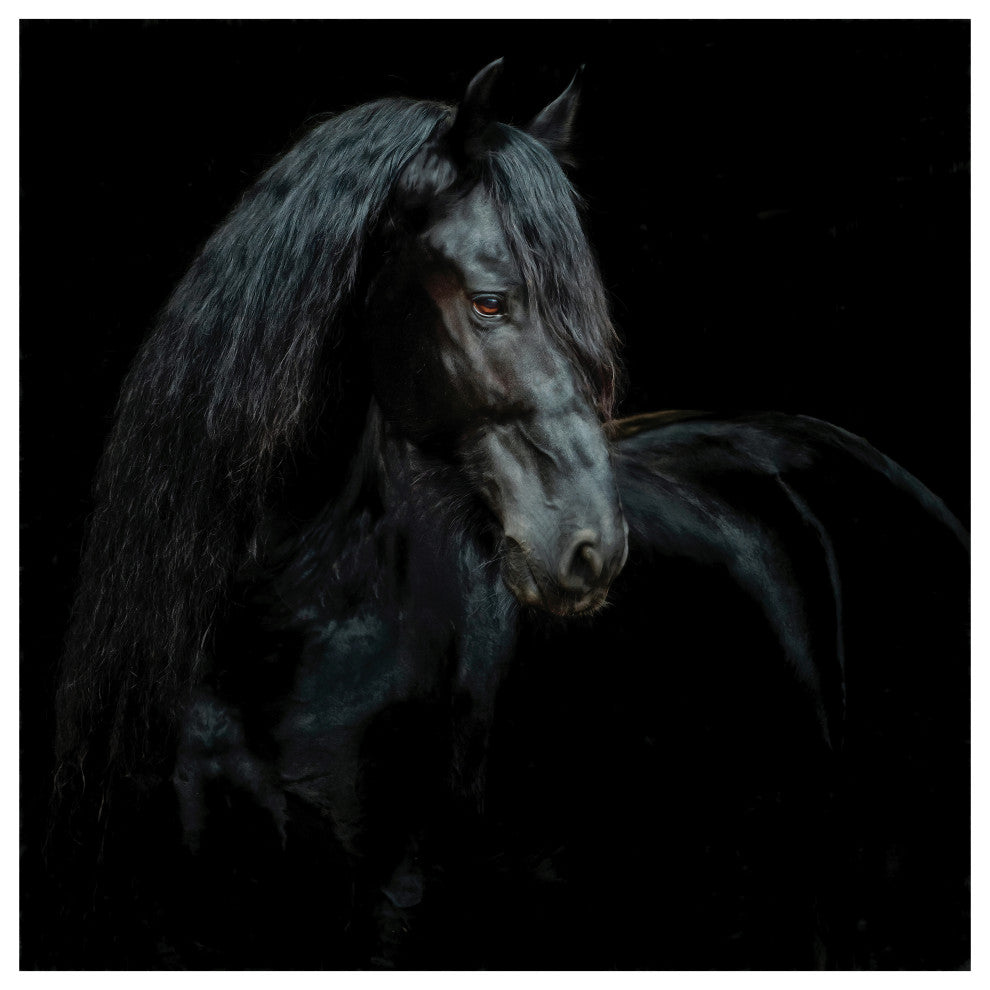"Black Equine Attraction" Frameless Free Floating Tempered Glass Panel Wall Art