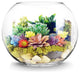 CYS Glass Bubble Bowl Vase, Fish Bowl Aquarium/Terrarium, Diameter-14", 2 Pieces