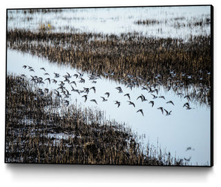 "Flock" Art block Framed Canvas, 32"x24"