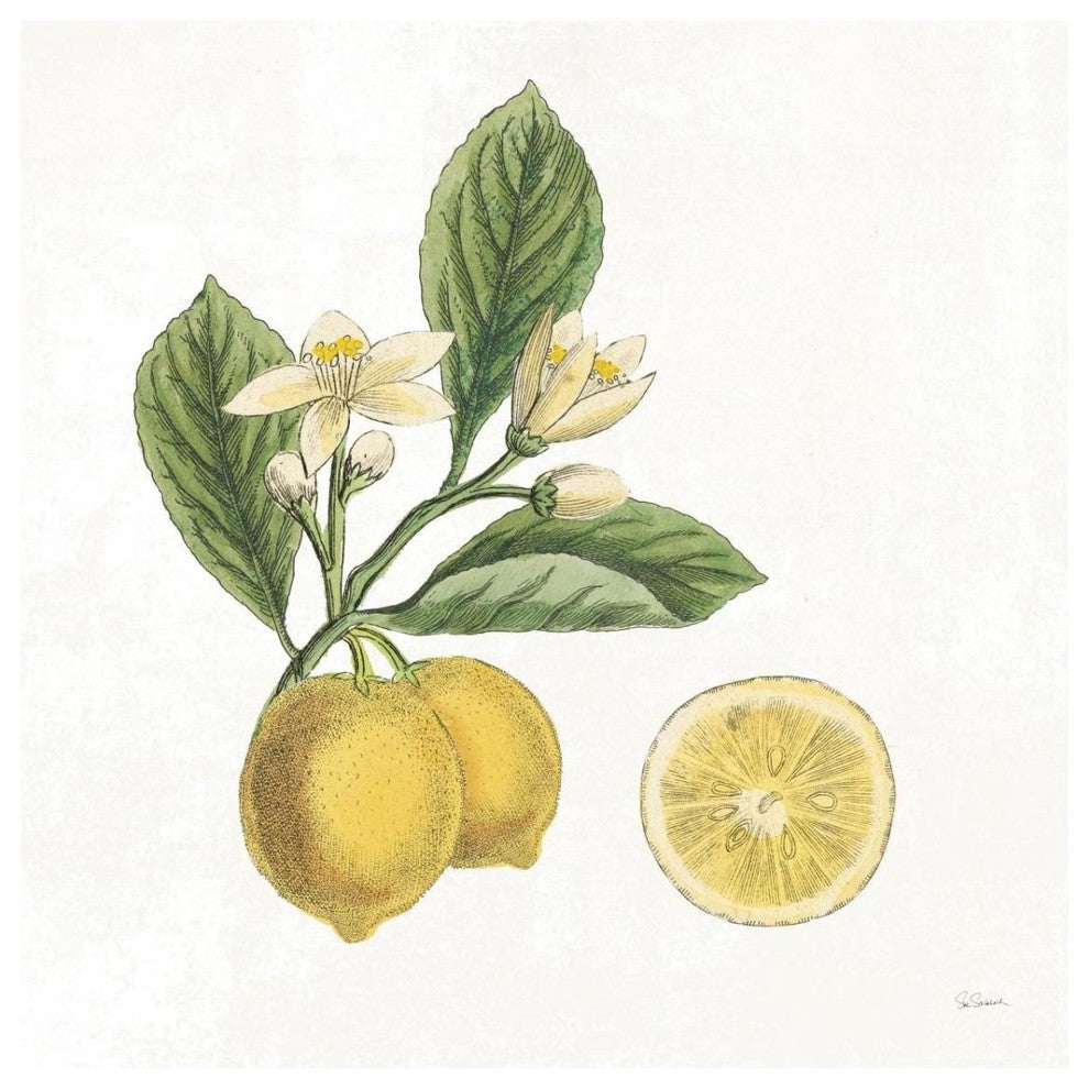 "Classic Citrus I" Digital Paper Print by Sue Schlabach, 32"x32"