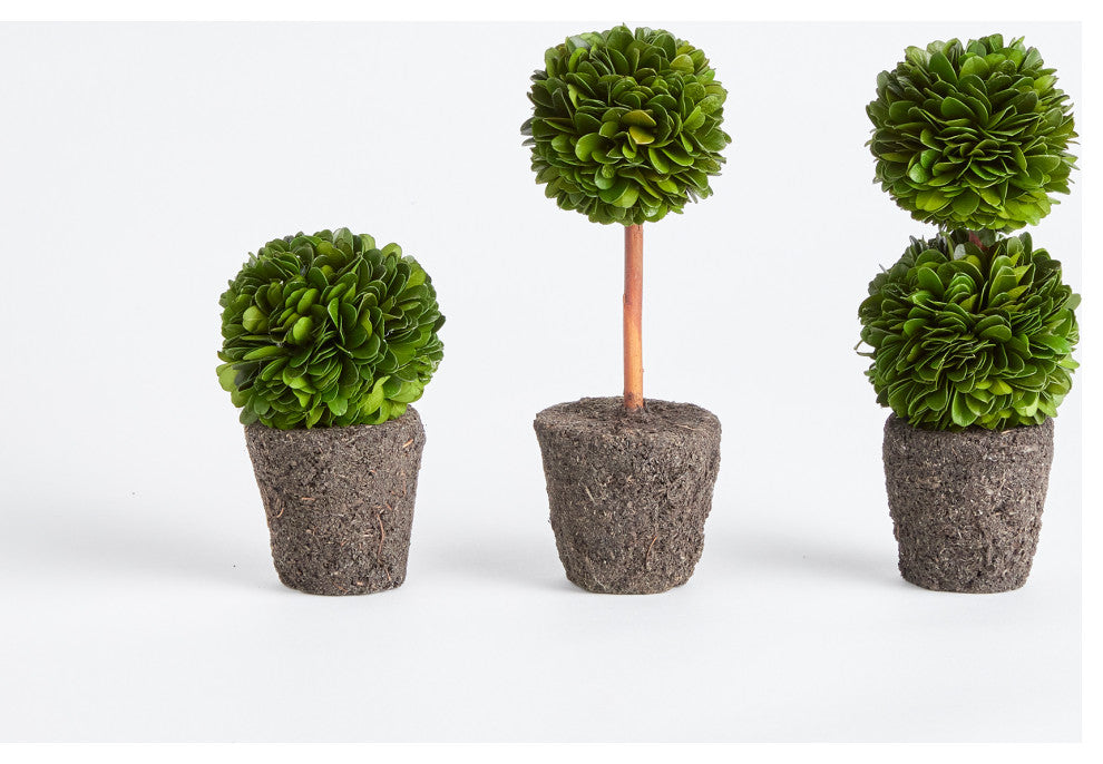 Boxwood Mini Topiary Drop-Ins, Set of 3