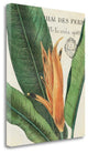 "Botanique Tropicale II" By Wild Apple Portfolio, Giclee on Gallery Wrap Canvas