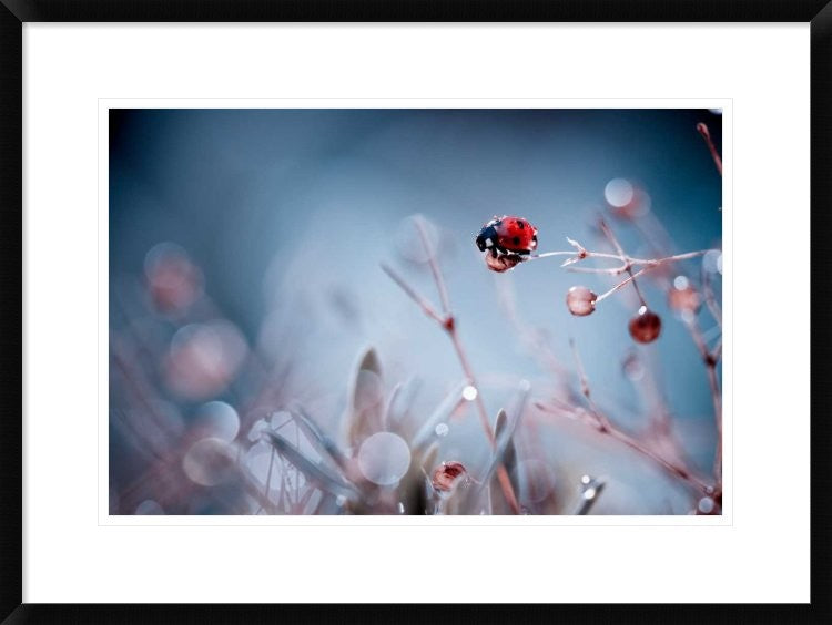 "High Diving" Framed Digital Print by Fabien Bravin, 30x22"