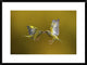"Flying Kiss" Framed Digital Print by Marco Redaelli, 32x24"