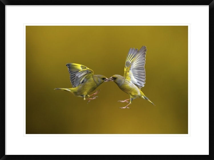 "Flying Kiss" Framed Digital Print by Marco Redaelli, 32x24"