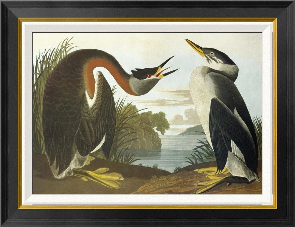 "Red-Necked Grebe" Framed Canvas Giclee by John James Audubon, 28x22"