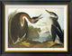 "Red-Necked Grebe" Framed Canvas Giclee by John James Audubon, 28x22"