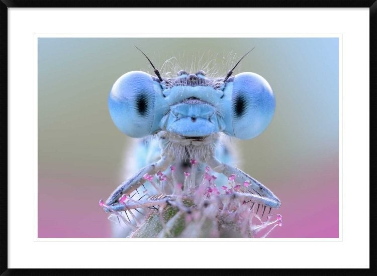 "Damigella" Framed Digital Print by Ghizzi Panizza Alberto, 38"x28"