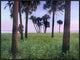 Cabbage Palm Meadow, Myakka River State Park, Florida, 32"x24"