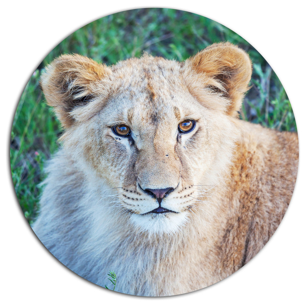 Lion Relaxing In Forest, African Round Wall Art, 11"