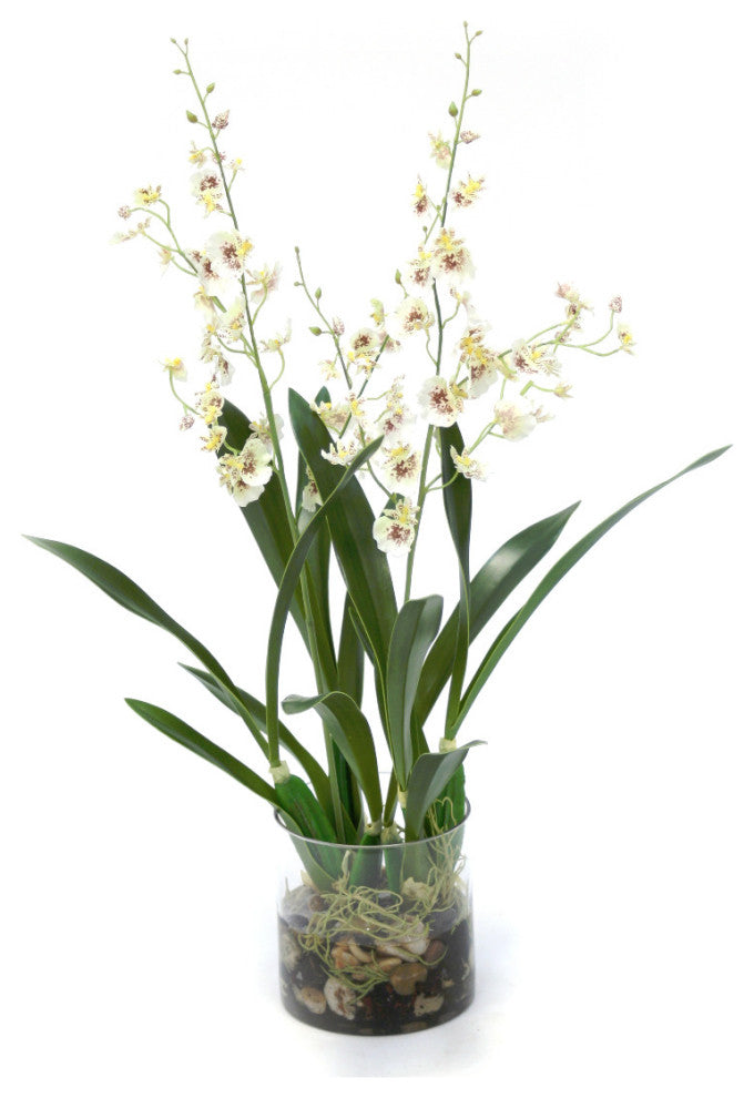 White Oncidium Orchid Rock Garden in Cylinder