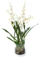 White Oncidium Orchid Rock Garden in Cylinder