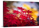 "Morning Annoucements" Wrapped Canvas Art Print, 24"x16"x1.5"