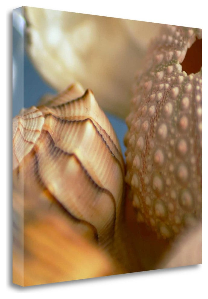 "Shells 1" By Photoinc Studio,Ready to Hang Giclee Print on Gallery Wrap Canvas