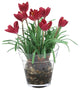 WaterlookÂ® Mauve Crocus in Glass Flower Pot