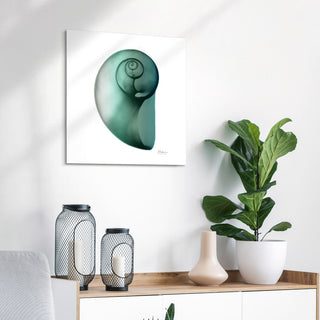 "Shimmering Snail Ii" Wall Art on Frameless Free Floating Tempered Glass Panel