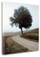 "Tuscany - 12" By Alan Blaustein, Giclee Print on Gallery Wrap Canvas