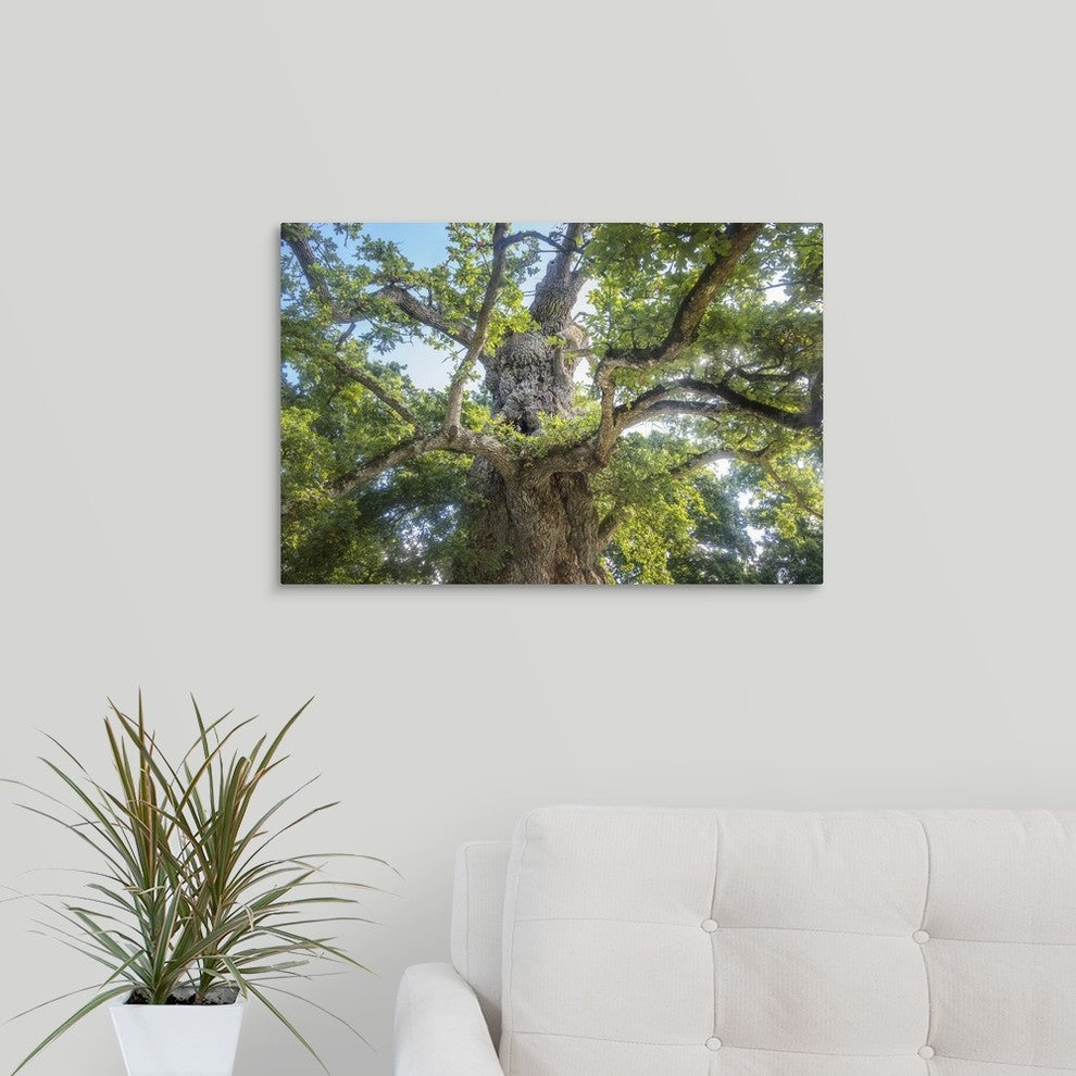 "The Old Tree Oak" Wrapped Canvas Art Print, 24"x16"x1.5"