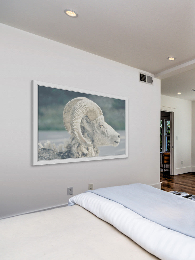 Marmont Hill, "White Curled Horns" Framed Painting Print, 45x30