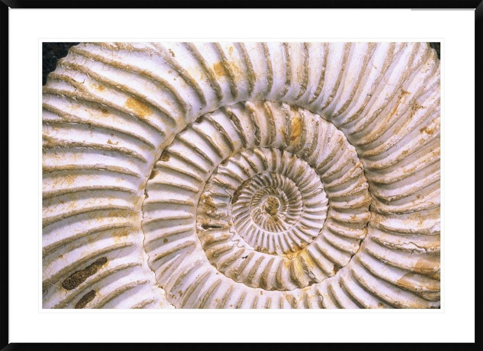 "Fossil of Ammonite, Madagascar" Framed Digital Print by Pete Oxford, 44x32"