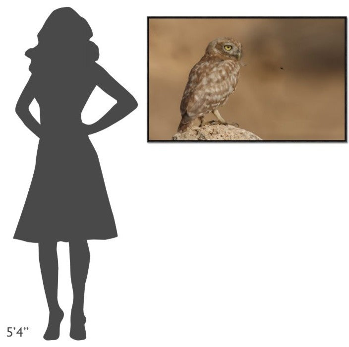 "Owl Vs Bee" Framed Canvas Giclee by Assaf Gavra, 41x26"