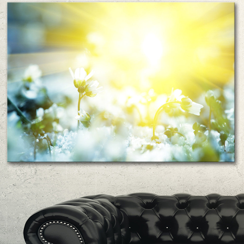 Beautiful White Flowers At Sunrise, Large Flower Canvas Wall Art, 40"x30"