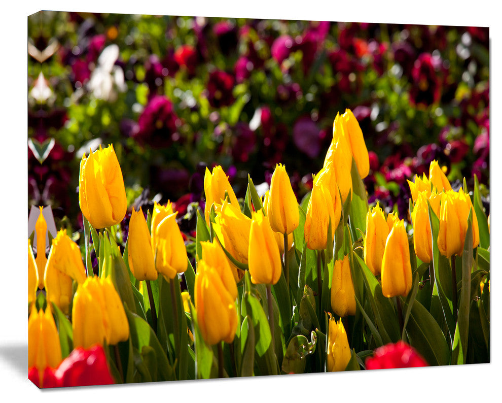 Beautiful Yellow Tulips Garden, Large Flower Canvas Art Print, 60"x28"