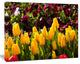 Beautiful Yellow Tulips Garden, Large Flower Canvas Art Print, 60"x28"