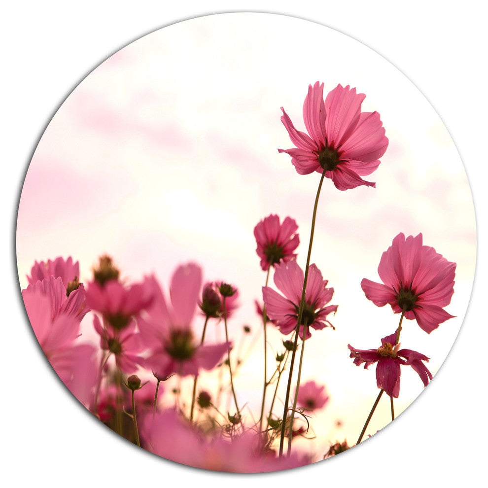 Cosmos Flowers Meadow At Sunset, Floral Round Metal Wall Art, 36"