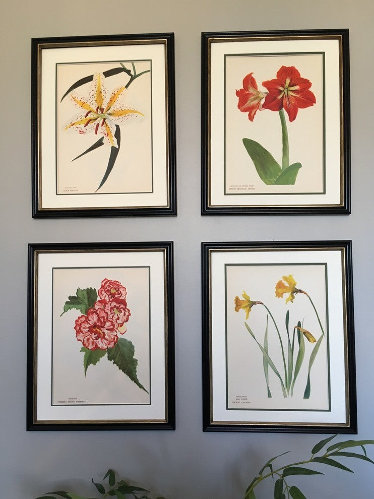 Original Vintage Paris Begonia Flower Framed Print