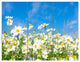 White Daisies under Bright Blue Sky, Floral Triptych Canvas Art, 36x28, 3 Panels