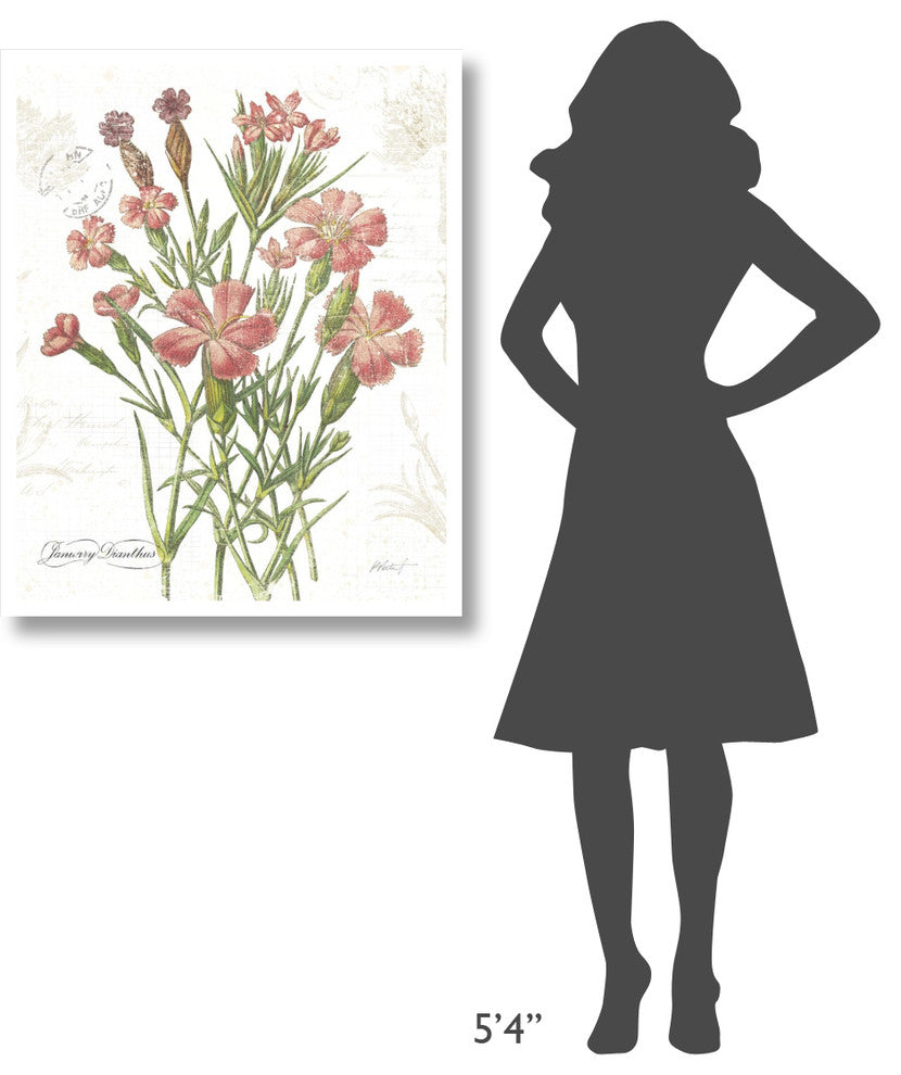 "January Dianthus on White" Digital Paper Print by Katie Pertiet, 30"x37"