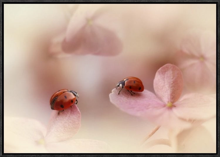 "Ladybirds On Pink Hydrangea." Framed Canvas Giclee by Ellen Van Deelen, 23x16"