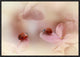 "Ladybirds On Pink Hydrangea." Framed Canvas Giclee by Ellen Van Deelen, 23x16"