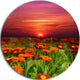 Sunset Flowers With Red Sky, Landscape Disc Metal Wall Art, 11"