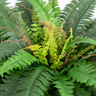 Close-up of fern fronds on white background; cropped; alternate_white_close.