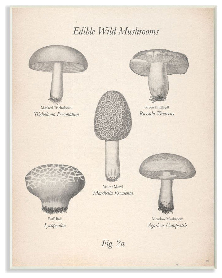 Edible Wild Mushrooms Vintage Drawing Design, 10"x15"