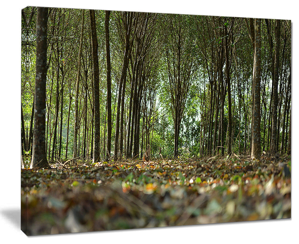 "Dense Rubber Tree Plantation" Landscape Art Print Canvas, 40"x30"