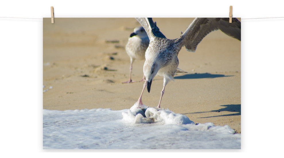 Oh That's Cold (Coastal Birds) Wildlife Photography Unframed Wall Art Print, 12" X 18"
