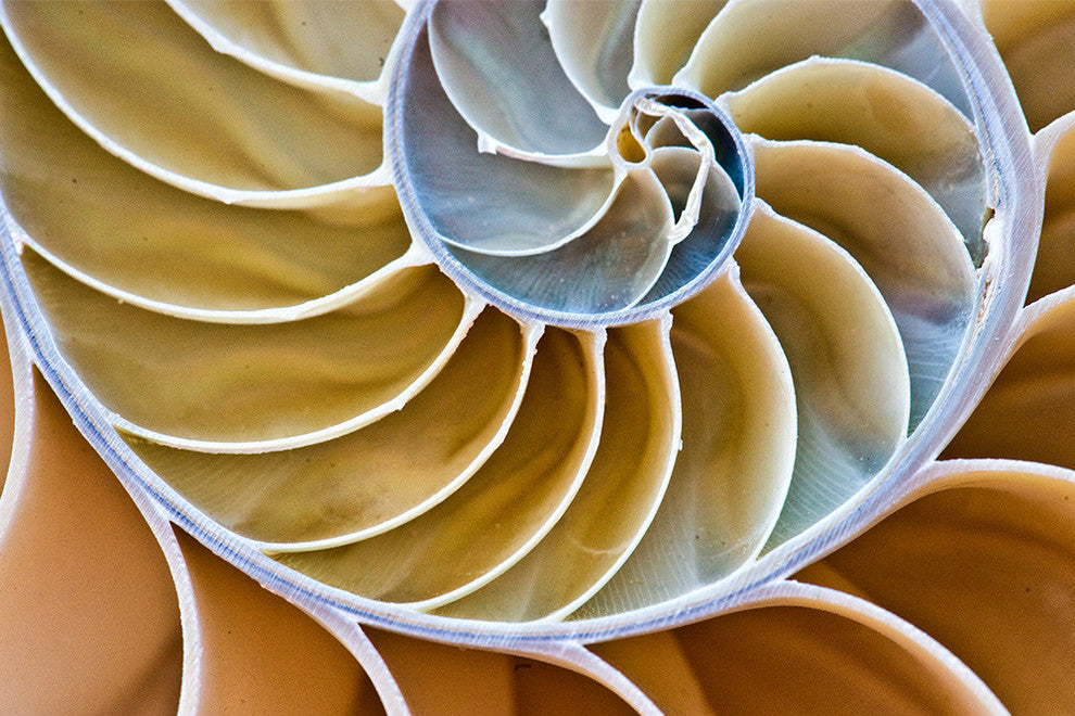 "Chitin" Paper, 40"x60"