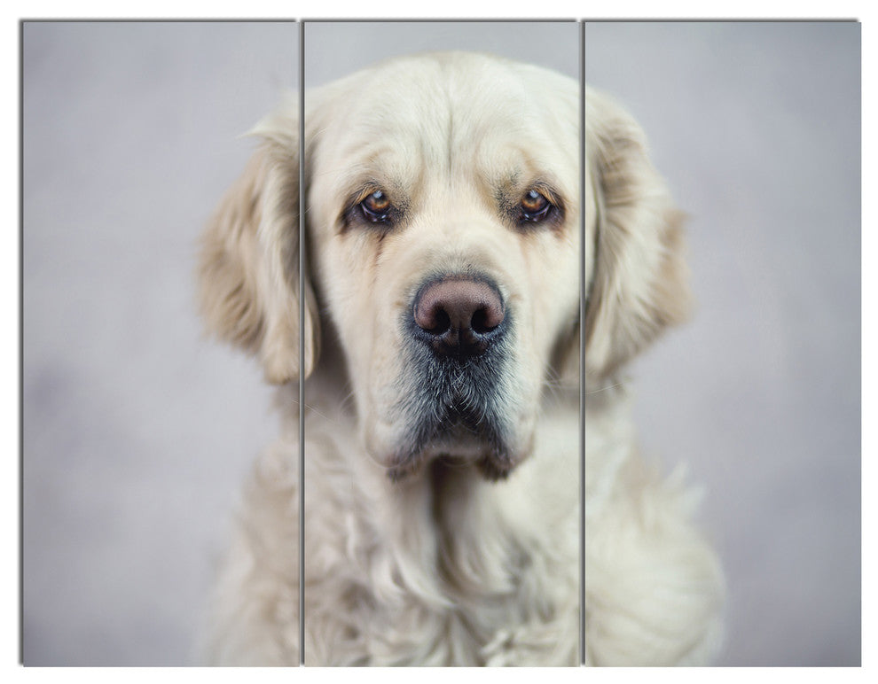 Sad Looking Beautiful Dog, Animal Triptych Canvas Art Print, 36x28, 3 Panels
