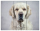 Sad Looking Beautiful Dog, Animal Triptych Canvas Art Print, 36x28, 3 Panels