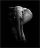"Elephant!" Framed Canvas Giclee by Wildphotoart, 34x41"