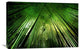 "Bamboo Night" Stretched Canvas Giclee by Takeshi Marumoto, 30"x20"